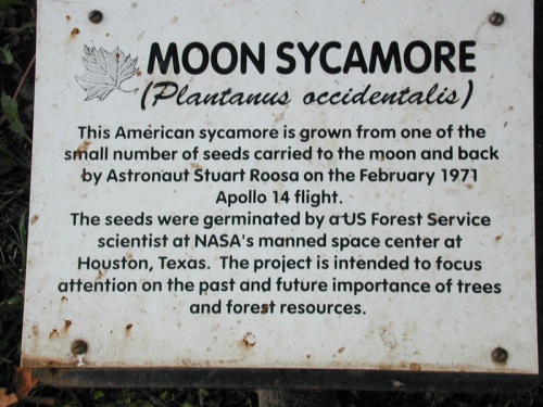 MoonSycamore